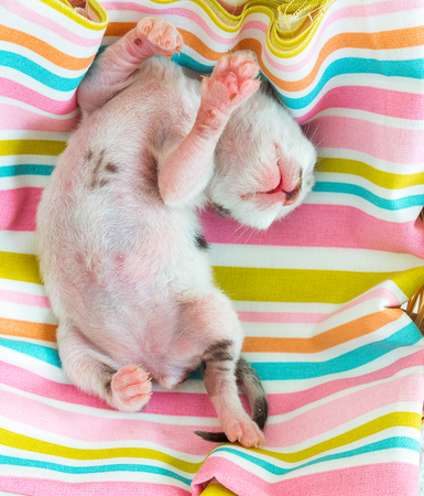 3 Days old Kitty in a Basketの写真素材