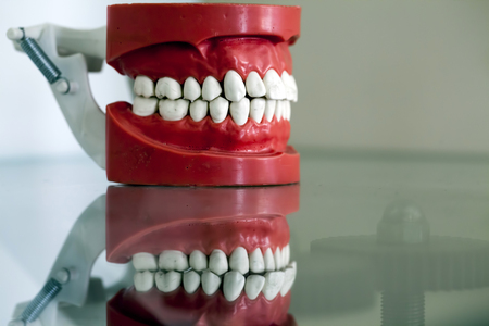 Zirconium Porcelain Tooth plate in Dentist Storeの写真素材