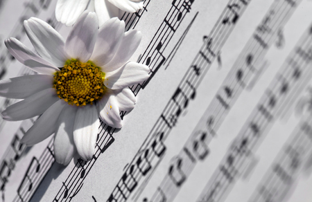 White Daisy Flower on Music Notesの写真素材