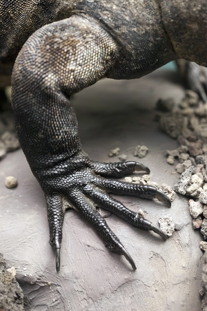 Prehistoric Dinosaur Skeletonの写真素材