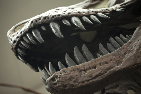 Prehistoric Dinosaur Skeleton