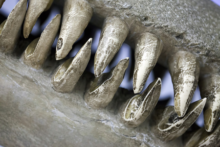 Prehistoric Dinosaur Skeletonの写真素材