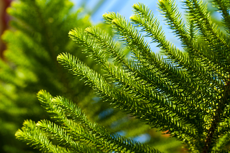Green Plant