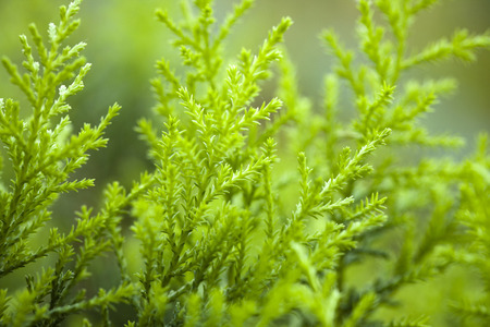 Green Plant