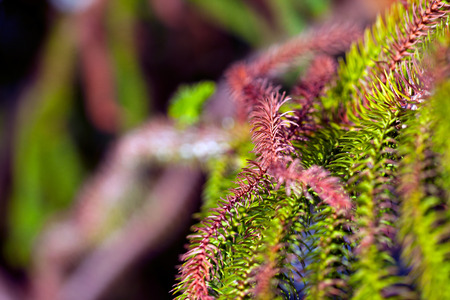 Green Plantの写真素材