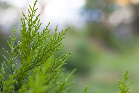 Green Plant