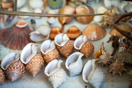Dry Decorative Sea Shells