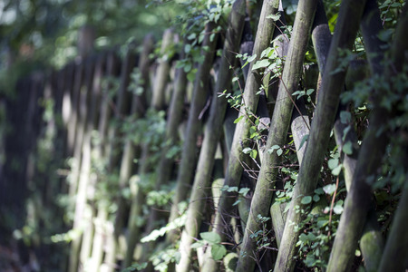 Wooden Background Textureの写真素材