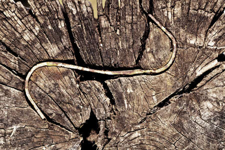 Wooden Background Textureの写真素材