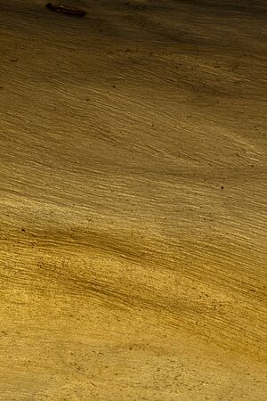 Wood Tree Bark Backgroundの写真素材