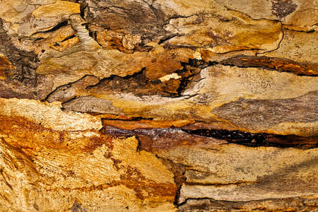 Wood Tree Bark Background