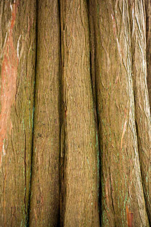 Wood Tree Bark Backgroundの写真素材