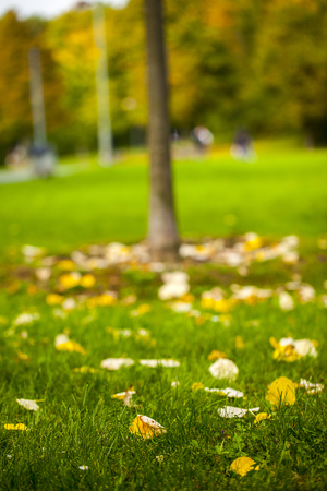 Dry Autumn Leavesの写真素材