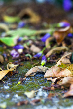 Dry Autumn Leavesの写真素材