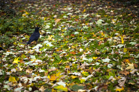 Dry Autumn Leavesの写真素材