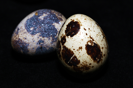 Animal Bird Eggの写真素材