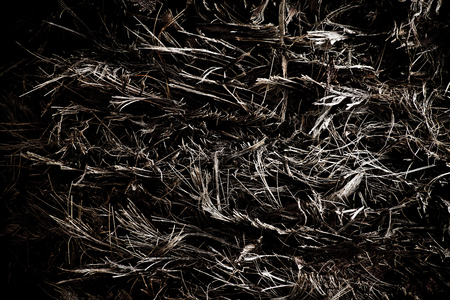 Palm Tree Bark Bodyの写真素材