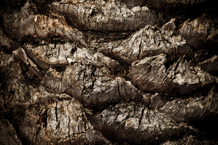 Palm Tree Bark Body