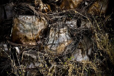 Palm Tree Bark Bodyの写真素材