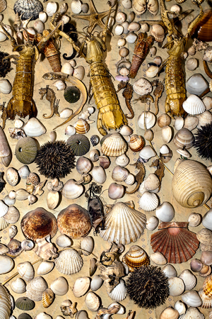 Dry Decorative Seashells