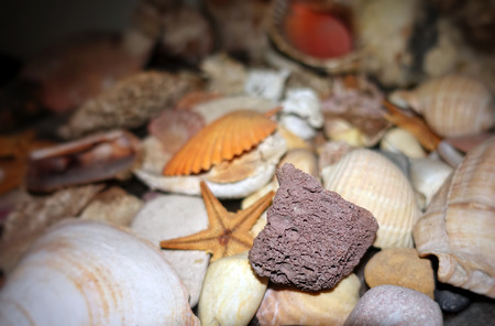 Dry Decorative Seashells