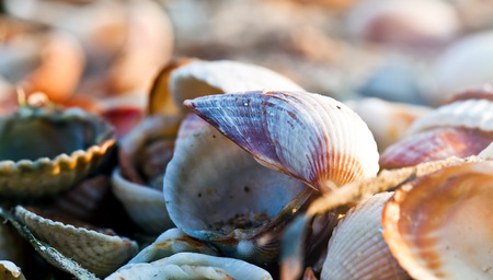 Dry Decorative Seashells