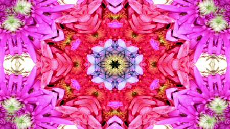 Abstract Colorful Flowers Flora Concept Symmetric Pattern Ornamental Decorative Kaleidoscope Movement Geometric Circle and Star Shapesの写真素材