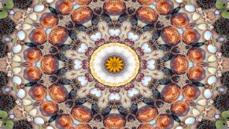 Abstract Dry Seashells and Stars  Concept Symmetric Pattern Ornamental Decorative Kaleidoscope Movement Geometric Circle and Star Shapesの写真素材