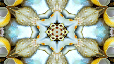 Abstract Dry Seashells and Stars  Concept Symmetric Pattern Ornamental Decorative Kaleidoscope...