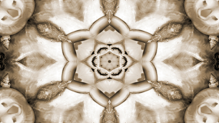 Abstract Dry Seashells and Stars  Concept Symmetric Pattern Ornamental Decorative Kaleidoscope Movement Geometric Circle and Star Shapesの写真素材