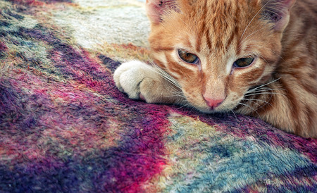 The Brown Cat on Carpet
