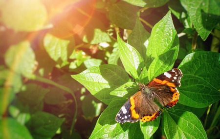 Butterfly on Green Leaves in Nature