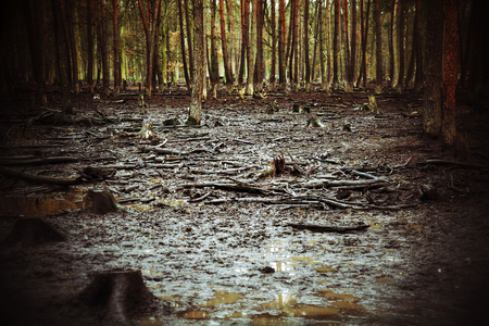 Forest and Mud Clay Photoの写真素材