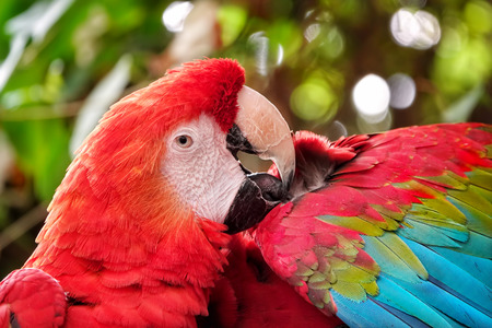 Colorful Sweet Parrot in Green Nature
