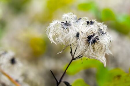 Colorful Live Romantic Flora Flowers and Leaves Photo