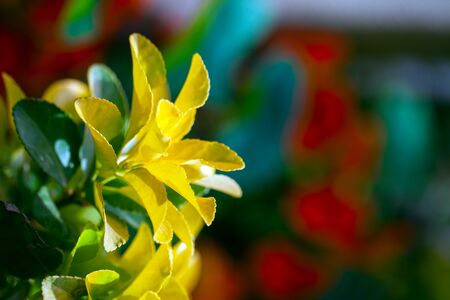 Natural and Romantic Yellow Flowers in Nature