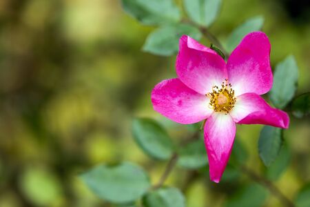 Romantic and The Natural Pink Flowers Photo