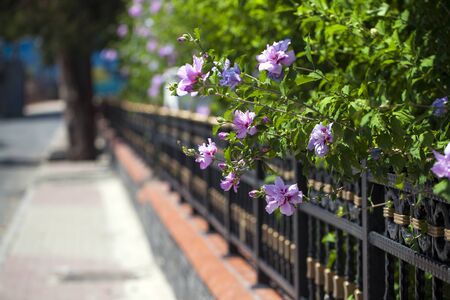 Colorful Live Romantic Flora Flowers and Leaves Photoの写真素材