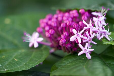 Romantic and The Natural Pink Flowers Photo