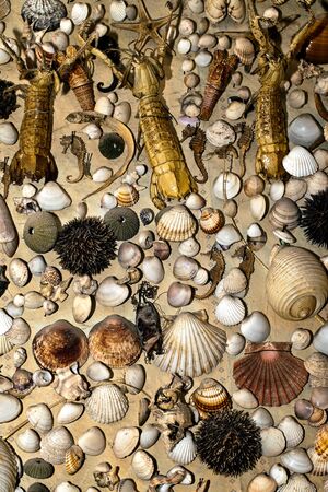 Abstract Decorative Dry Seashells Natural Concept Photo