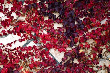 Abstract Background Natural Leaves on Wall Photoの写真素材