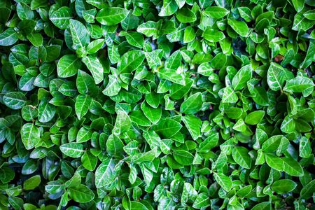 Detailed Green Seasonal Leaves in Nature Photo