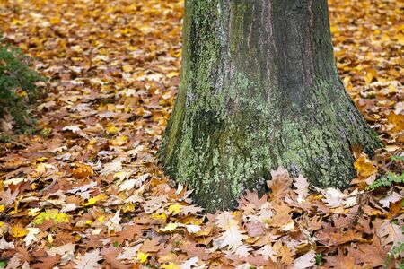 Seasonal Dry Autumn Leaves in Nature Photo
