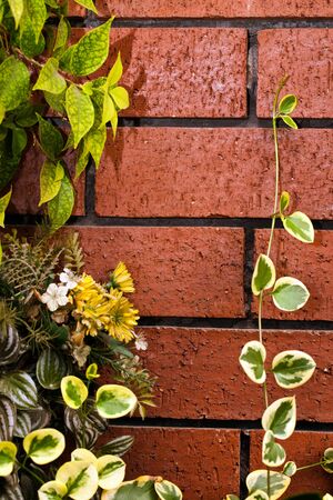 Abstract Background Natural Leaves on Wall Photoの写真素材