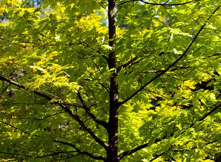 Detailed Green Seasonal Leaves in Nature Photo