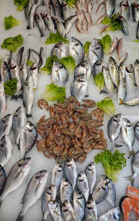 Perch Cupra Gilt and Shrimp Raw Fishes Food on Ice Photoの写真素材