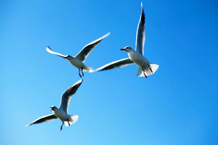 Animal Bird Seagull Flying on Sky Photo
