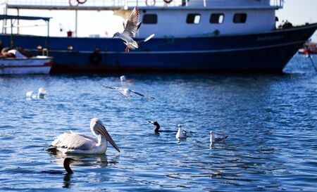 Animal Bird Pelican and Seagull and the Sea in Dock photoの写真素材