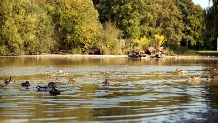 Sweet Animal Bird Duck in Lake in Nature Photoの写真素材