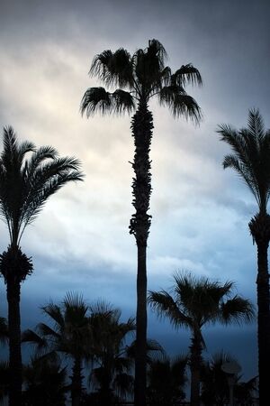 Palm Trees Silhouette and the Clouds Behind in Afternoon Lightの写真素材